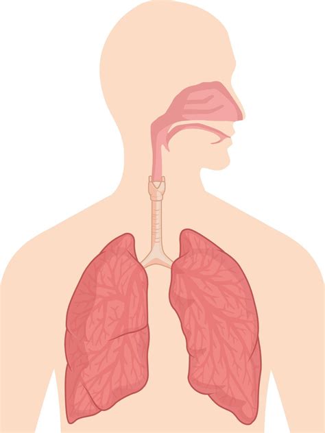 sistema respiratorio animado-1